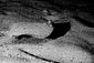Flounder